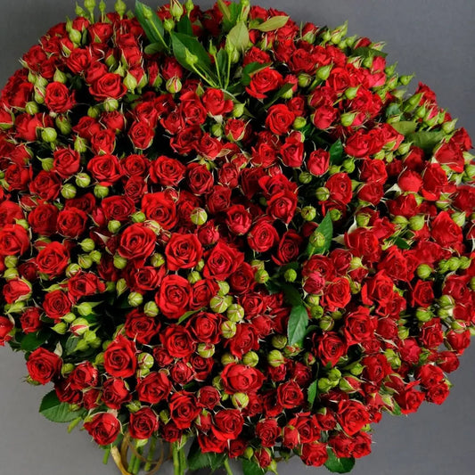Red Spray Roses