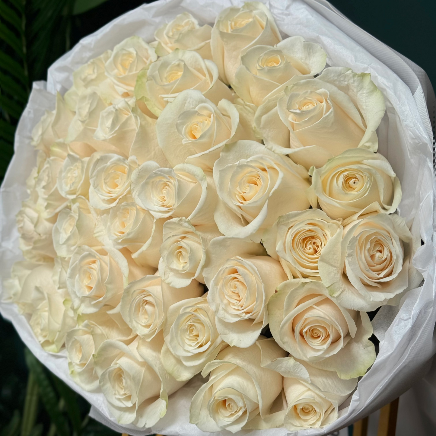 white roses miami