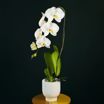 Orchid in a Vase