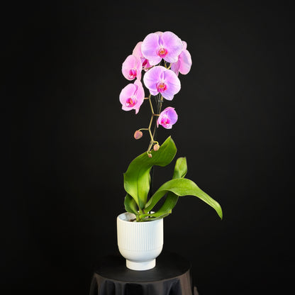 Orchid in a Vase miami
