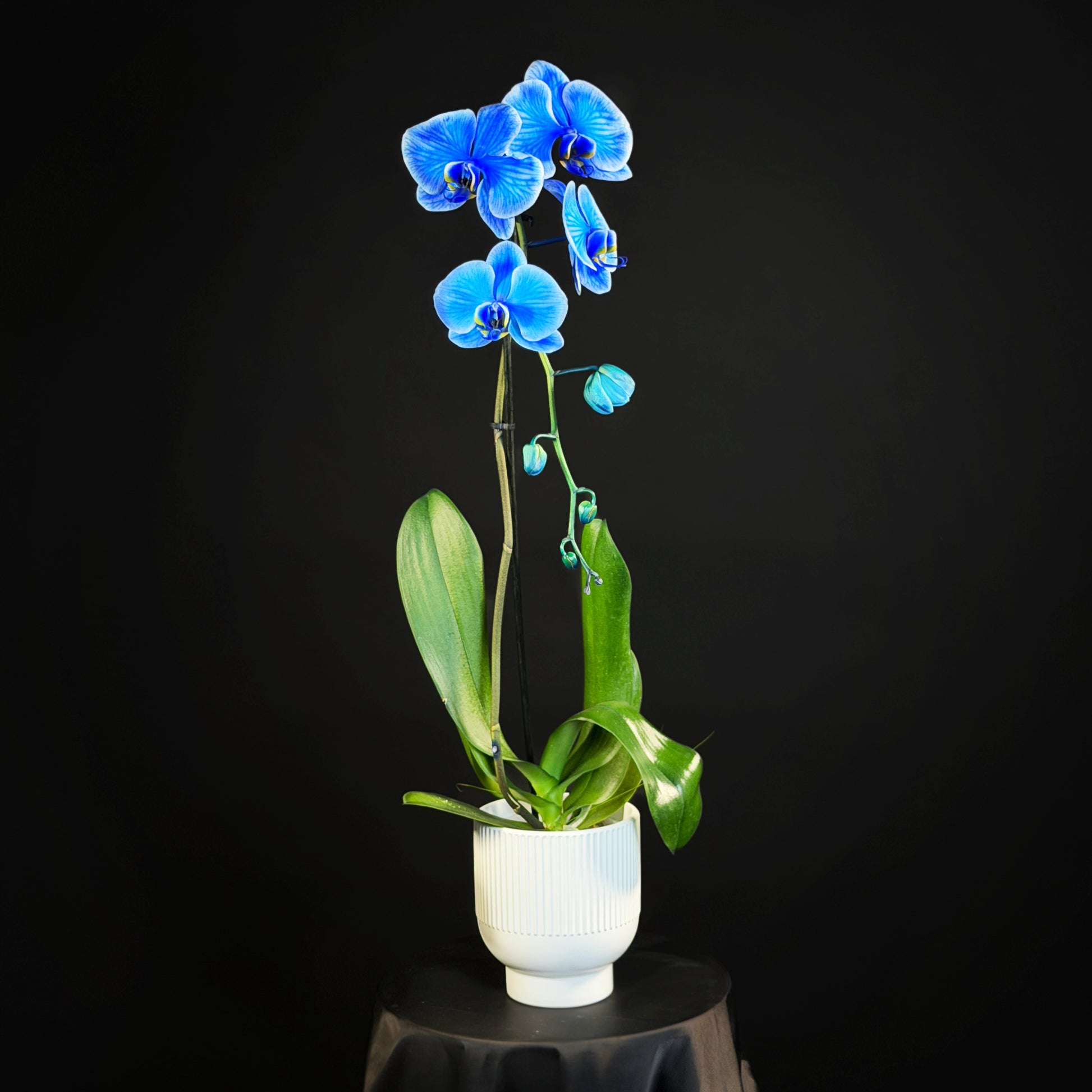 Orchid in a Vase miami