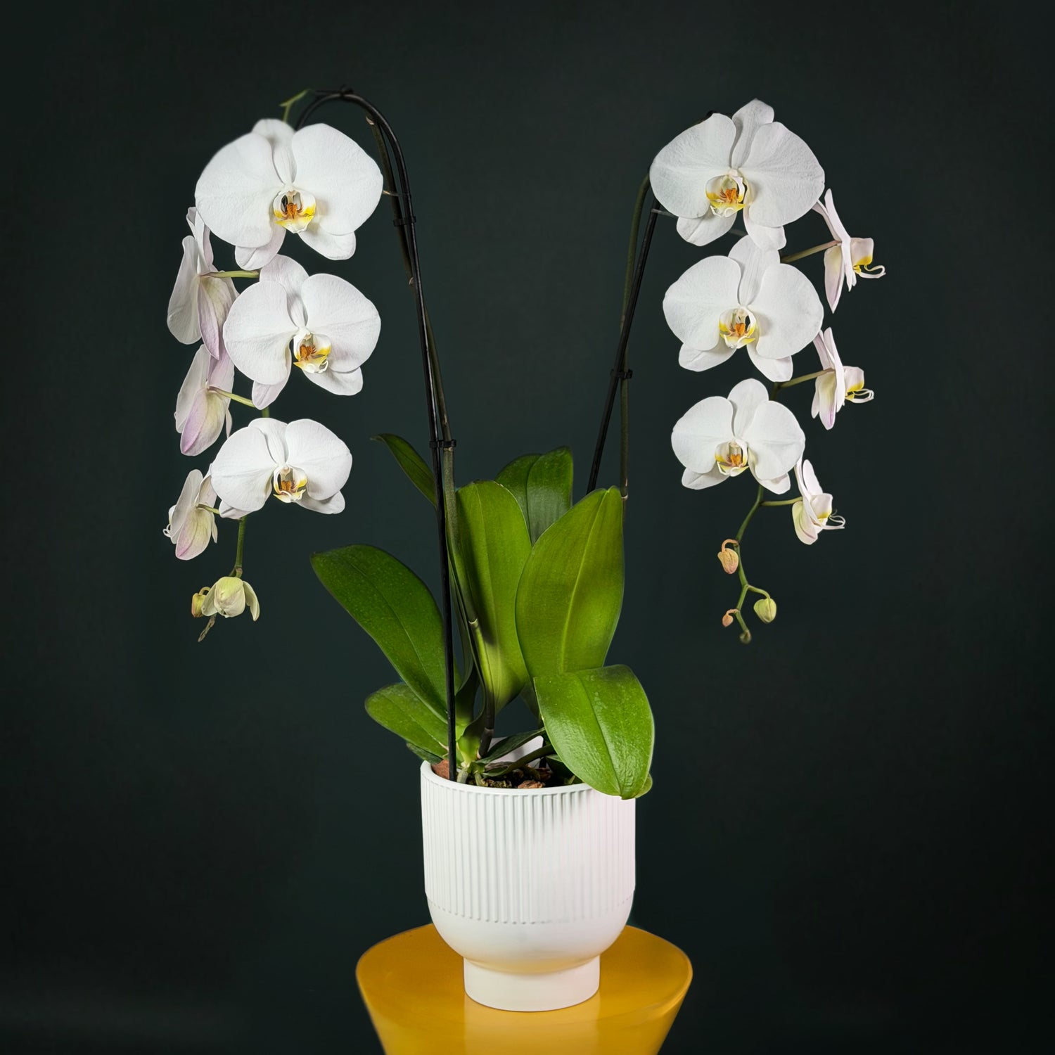 Double Orchids in a Vase