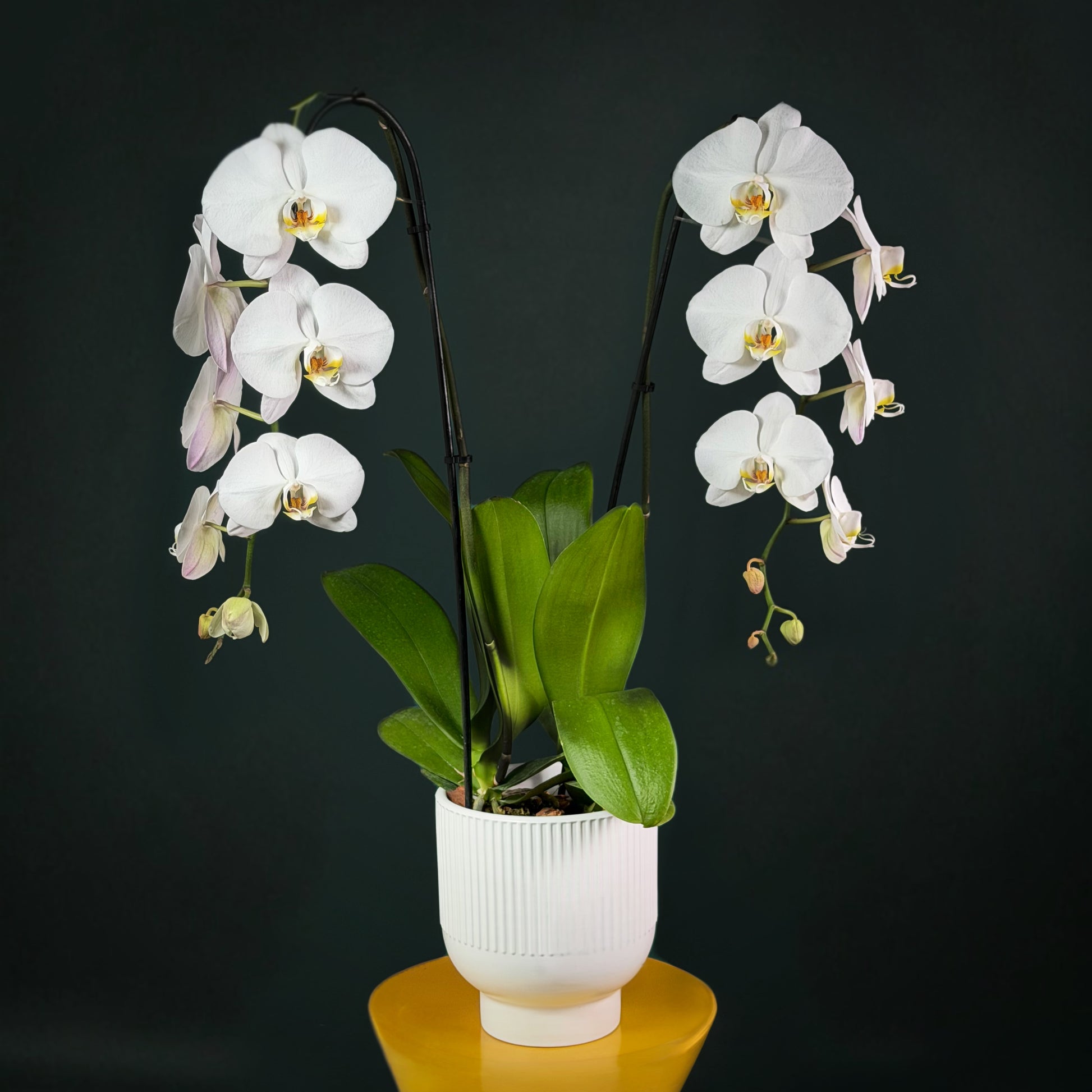 Double Orchids in a Vase