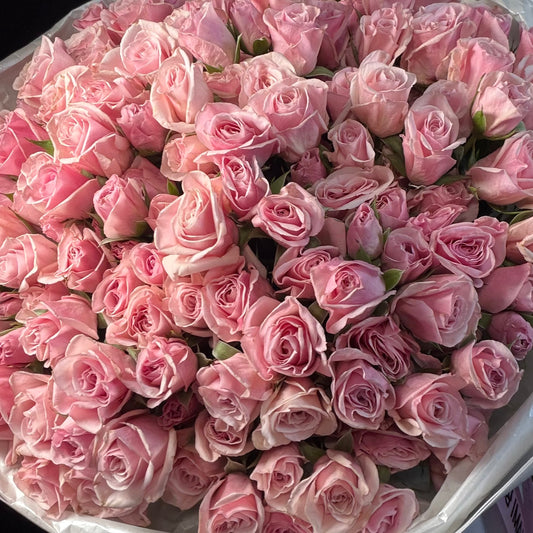 Pink Spray Roses miami