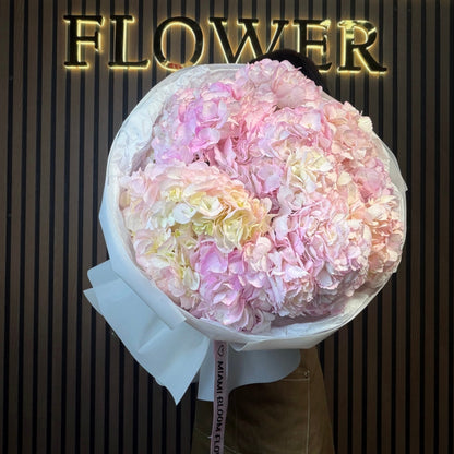 Pink Hydrangea Cloud Miami Bloom Flower