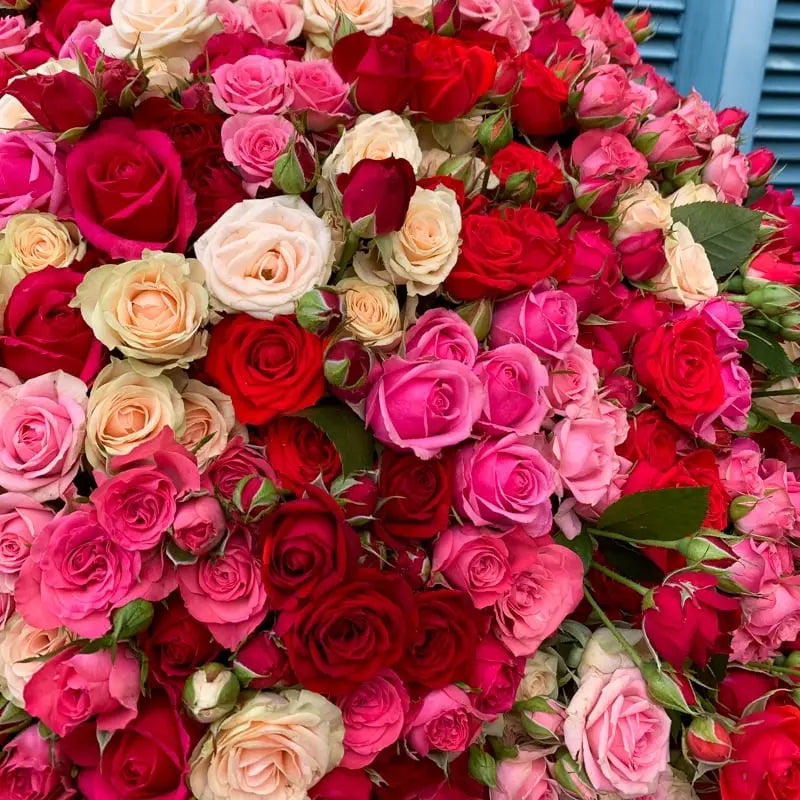 Open Spray Roses Spray Roses Mix - Miami Bloom Flower